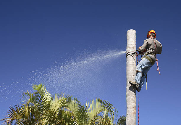 Reliable Aztec, NM Tree Care Solutions